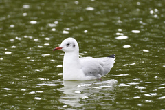 Chroicocephalus ridibundus