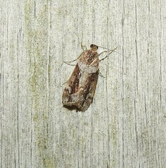 Eudonia submarginalis