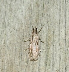 Scoparia indistinctalis