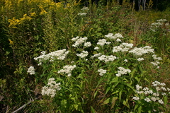 Eupatorium perfoliatum