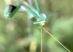 Coptopteryx argentina