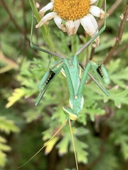 Coptopteryx argentina