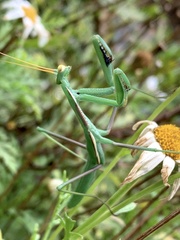 Coptopteryx argentina