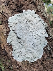 Cryptothecia striata