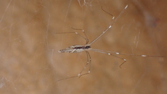 Holocnemus hispanicus