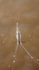 Holocnemus hispanicus