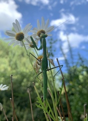 Coptopteryx argentina