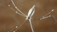 Holocnemus hispanicus