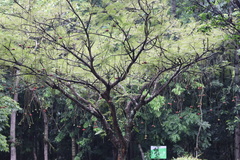 Parkia