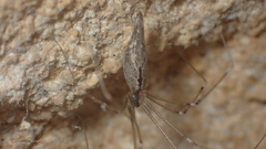 Holocnemus hispanicus