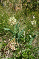 Allium victorialis