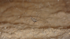 Holocnemus hispanicus