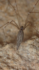 Holocnemus hispanicus