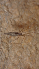 Holocnemus hispanicus