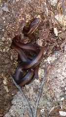 Coniophanes imperialis