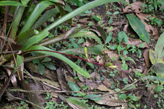 Guzmania rhonhofiana