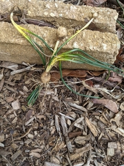 Ornithogalum umbellatum