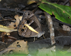 Posttaygetis penelea