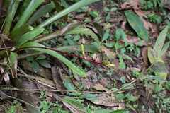 Guzmania rhonhofiana