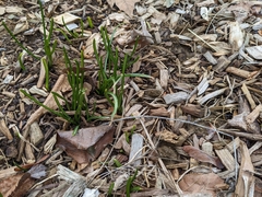Ornithogalum umbellatum