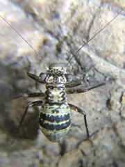 Mesopsocus unipunctatus