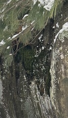 Schistidium apocarpum