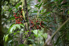 Chamaedorea linearis