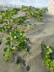 Calystegia soldanella