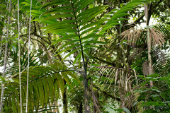 Chamaedorea linearis