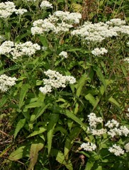 Eupatorium perfoliatum