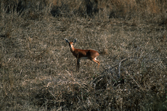 Raphicerus campestris campestris