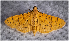 Conogethes punctiferalis