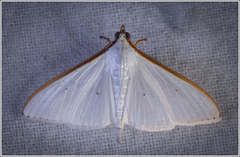 Palpita vitrealis