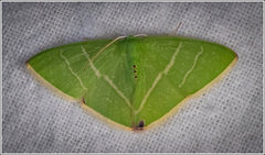 Urolitha bipunctifera