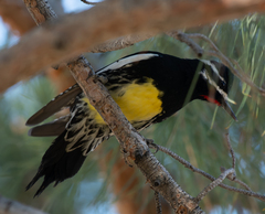 Sphyrapicus thyroideus