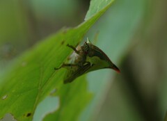Umbonia