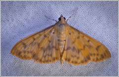 Patania balteata