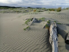 Calystegia soldanella