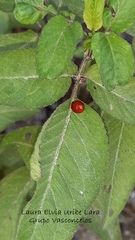 Cycloneda emarginata