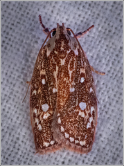 Euchaetis metallota