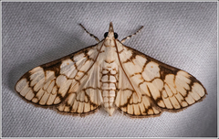 Aphytoceros lucusalis