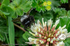Bombus funebris