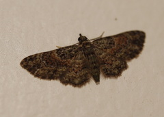 Chloroclystis mniochroa