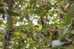 Ramphastos brevis