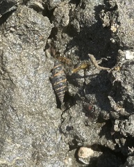 Zonulispira zonulata