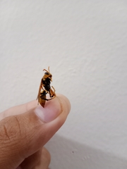 Polistes diabolicus