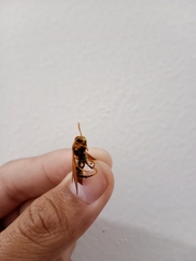 Polistes diabolicus