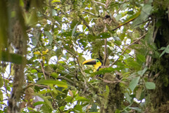 Ramphastos brevis