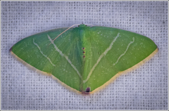 Urolitha bipunctifera