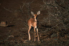 Raphicerus campestris campestris